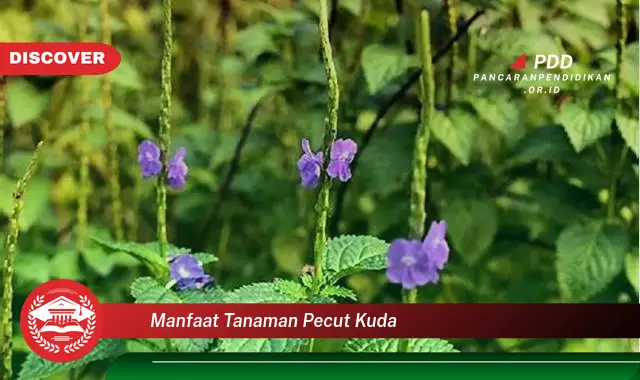 manfaat tanaman pecut kuda