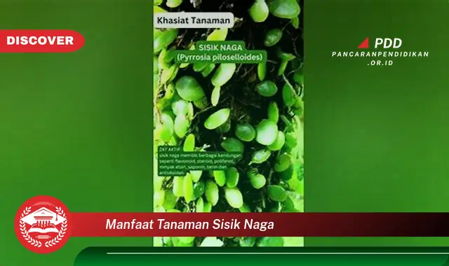 Kamu Wajib Tahu, Inilah 30 Manfaat Tanaman Sisik Naga yang Bikin Penasaran