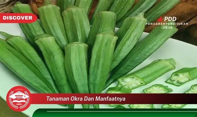 Kamu Wajib Tahu, 30 Manfaat Tanaman Okra yang Bikin Penasaran