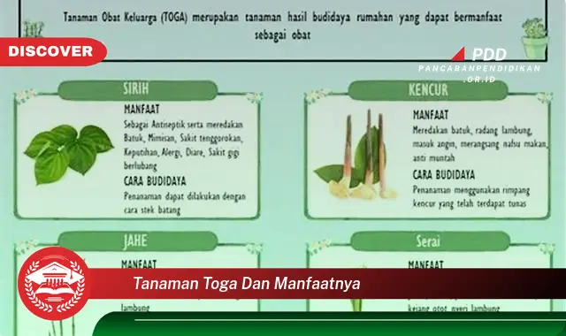 tanaman toga dan manfaatnya