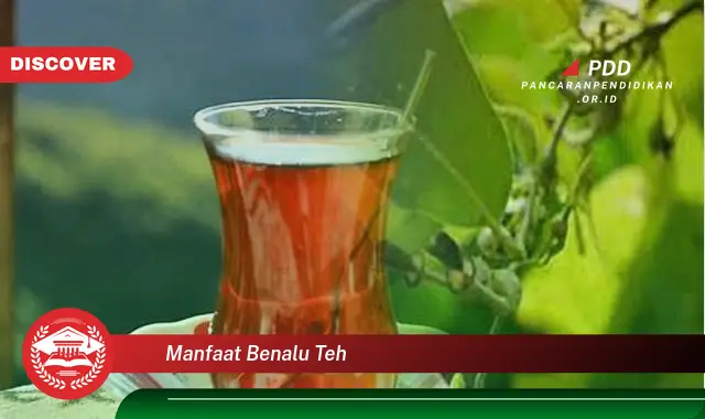 manfaat benalu teh