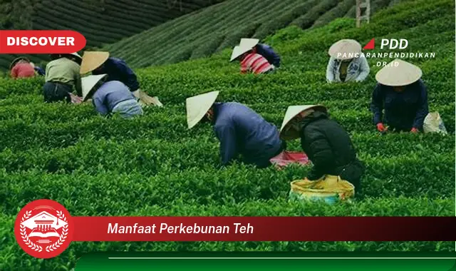 manfaat perkebunan teh