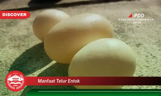 manfaat telur entok