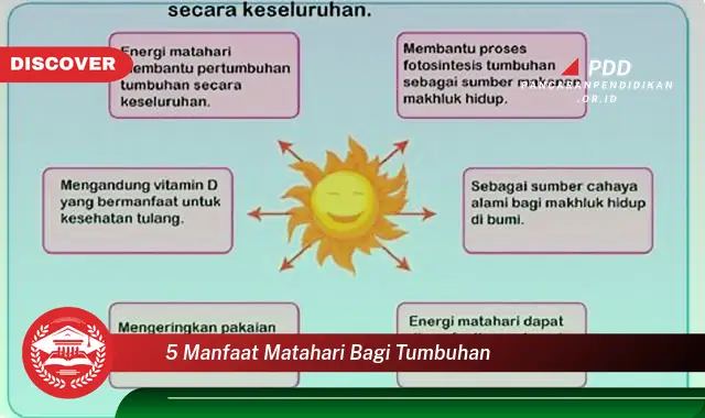 5 manfaat matahari bagi tumbuhan