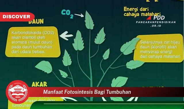 manfaat fotosintesis bagi tumbuhan