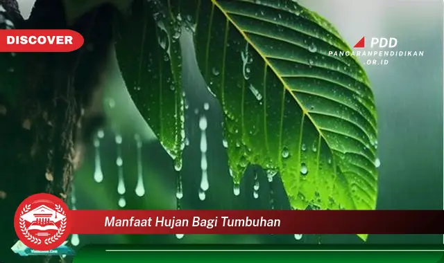 manfaat hujan bagi tumbuhan