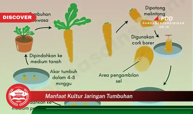 manfaat kultur jaringan tumbuhan