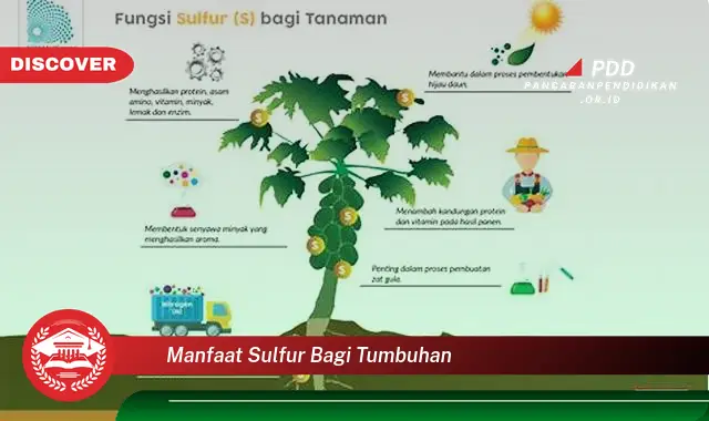 manfaat sulfur bagi tumbuhan