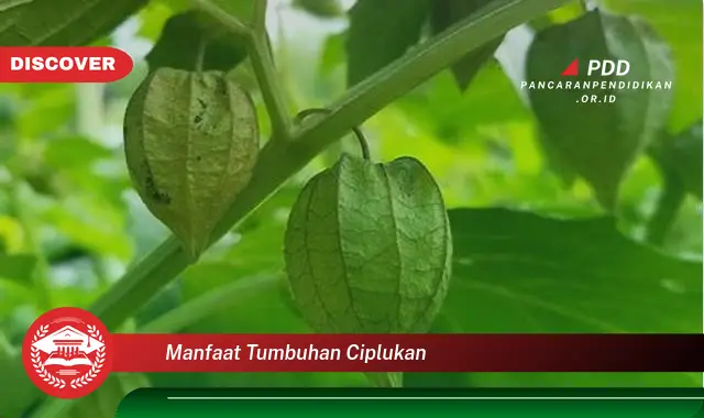 manfaat tumbuhan ciplukan