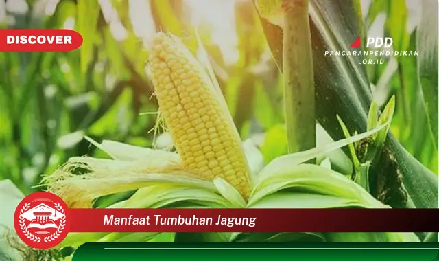 Bikin Penasaran, Ketahui 30 Manfaat Tumbuhan Jagung yang Jarang Diketahui