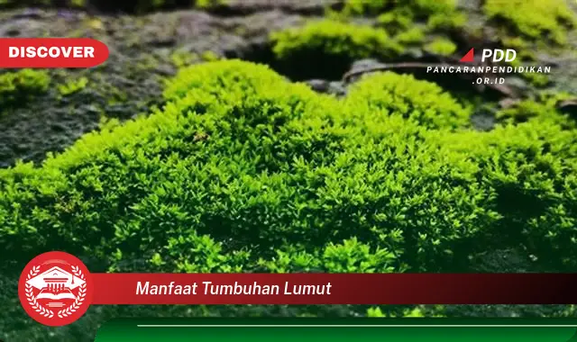 manfaat tumbuhan lumut