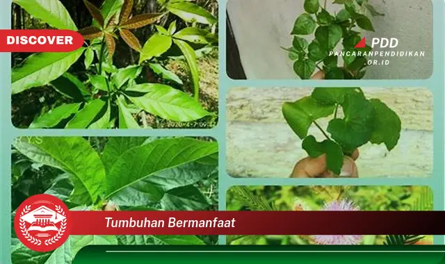 tumbuhan bermanfaat