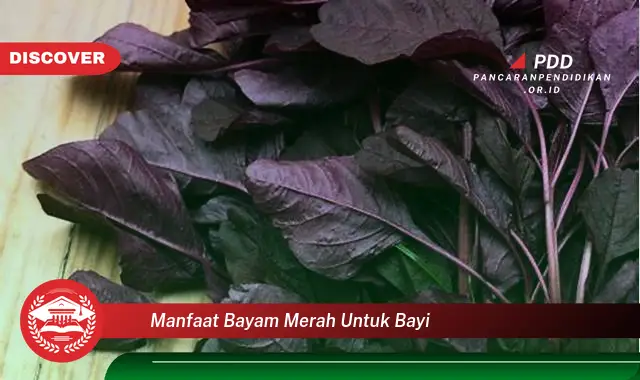 manfaat bayam merah untuk bayi