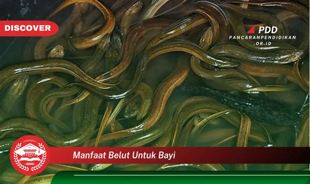 manfaat belut untuk bayi