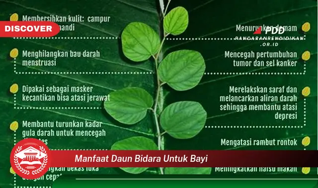 manfaat daun bidara untuk bayi