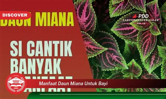 manfaat daun miana untuk bayi