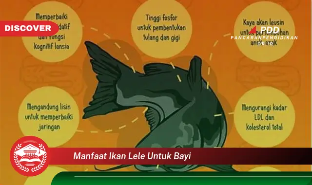 manfaat ikan lele untuk bayi