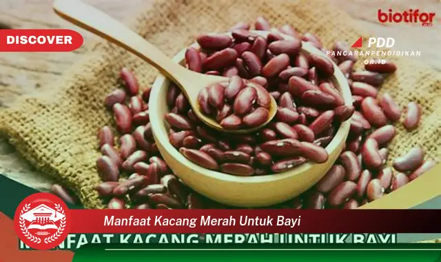 manfaat kacang merah untuk bayi