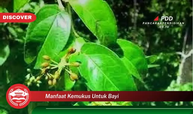 manfaat kemukus untuk bayi