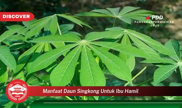 manfaat daun singkong untuk ibu hamil