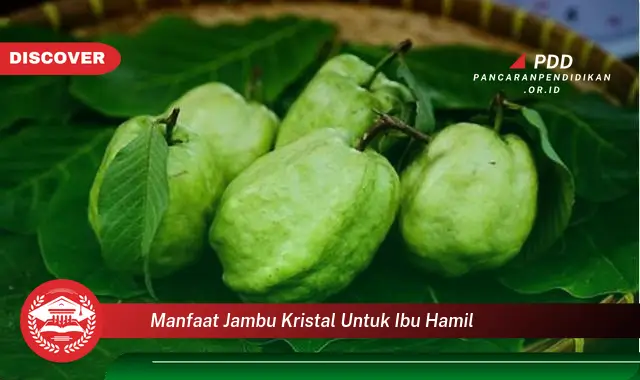 manfaat jambu kristal untuk ibu hamil