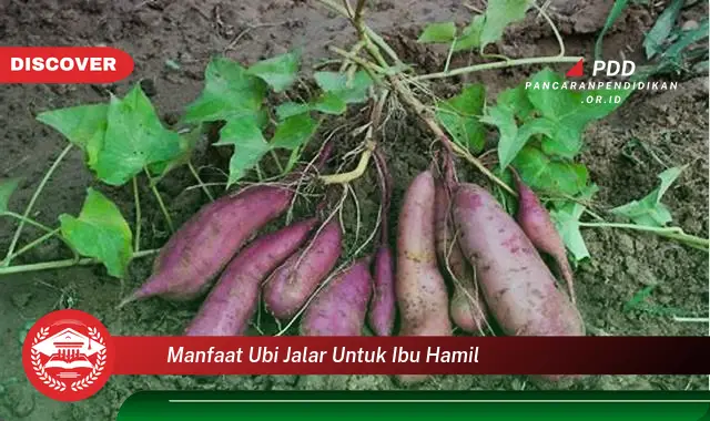 manfaat ubi jalar untuk ibu hamil