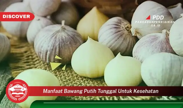 manfaat bawang putih tunggal untuk kesehatan