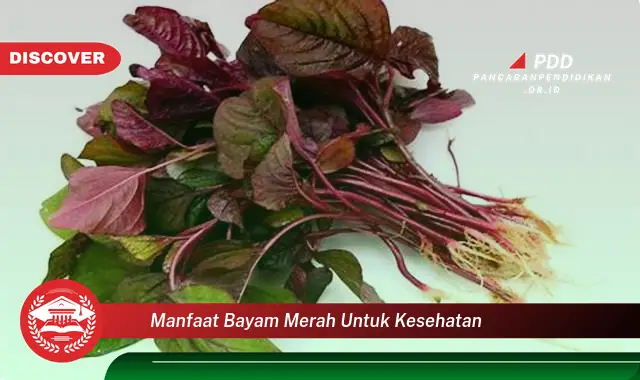 manfaat bayam merah untuk kesehatan