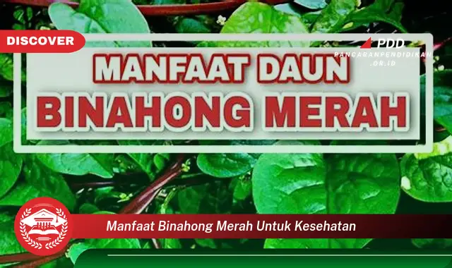 manfaat binahong merah untuk kesehatan