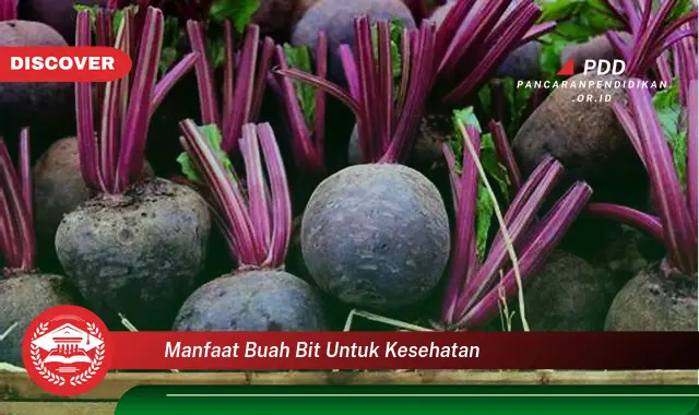 manfaat buah bit untuk kesehatan