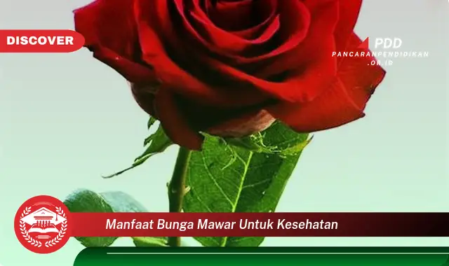 manfaat bunga mawar untuk kesehatan