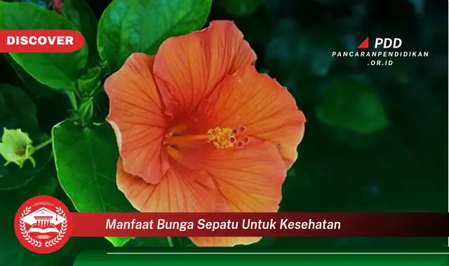 manfaat bunga sepatu untuk kesehatan