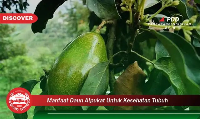 manfaat daun alpukat untuk kesehatan tubuh