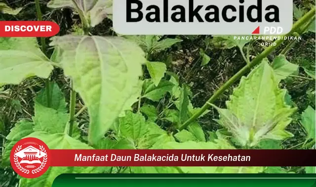 manfaat daun balakacida untuk kesehatan