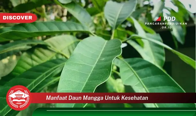 manfaat daun mangga untuk kesehatan