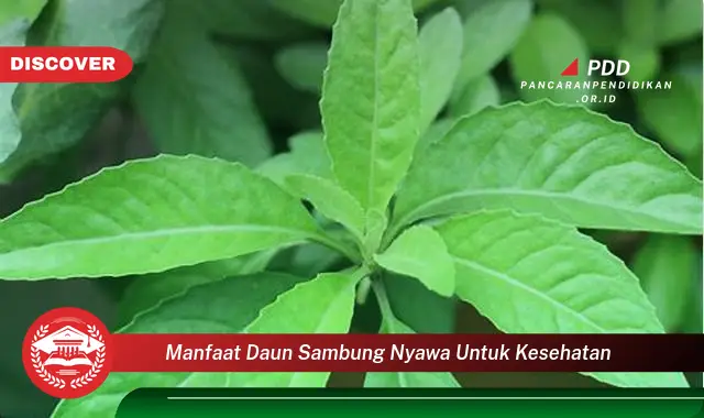 Banyak yang Belum Tahu, Inilah 30 Manfaat Daun Sambung Nyawa untuk Kesehatan yang Jarang Diketahui