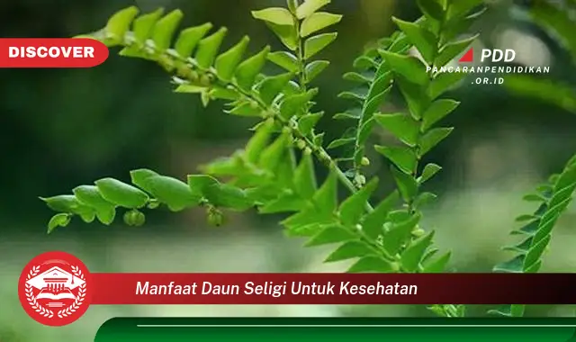 manfaat daun seligi untuk kesehatan