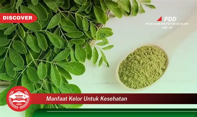 manfaat kelor untuk kesehatan