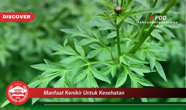 manfaat kenikir untuk kesehatan