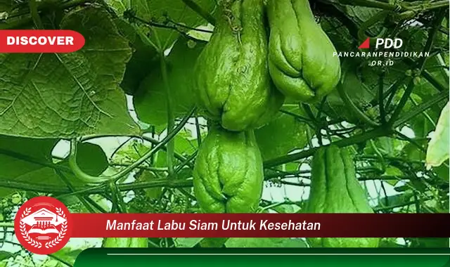 manfaat labu siam untuk kesehatan