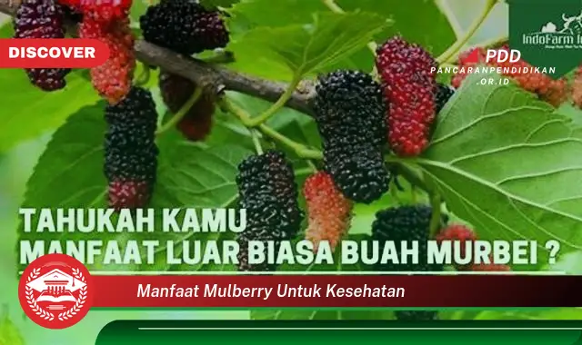 manfaat mulberry untuk kesehatan