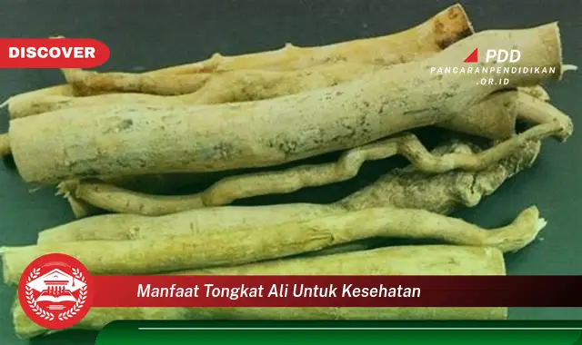 manfaat tongkat ali untuk kesehatan