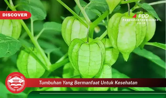 tumbuhan yang bermanfaat untuk kesehatan