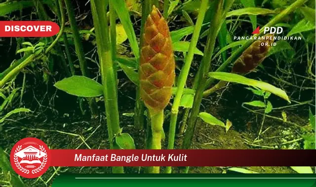 manfaat bangle untuk kulit