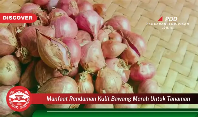 Banyak yang Belum Tau, Ini dia 30 Manfaat Rendaman Kulit Bawang Merah untuk Tanaman yang Bikin Penasaran