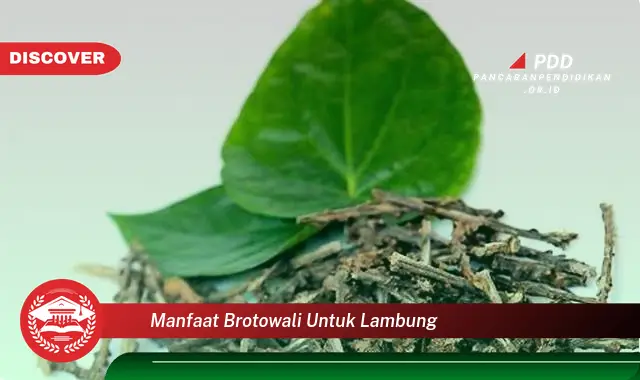 manfaat brotowali untuk lambung