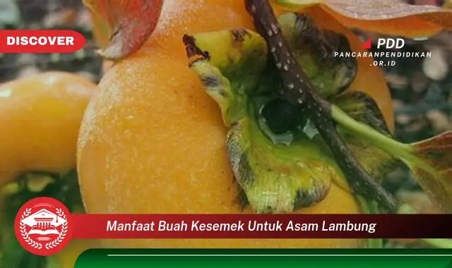 manfaat buah kesemek untuk asam lambung