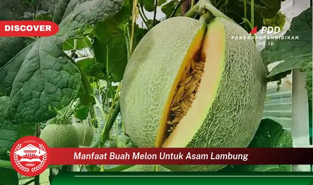 manfaat buah melon untuk asam lambung