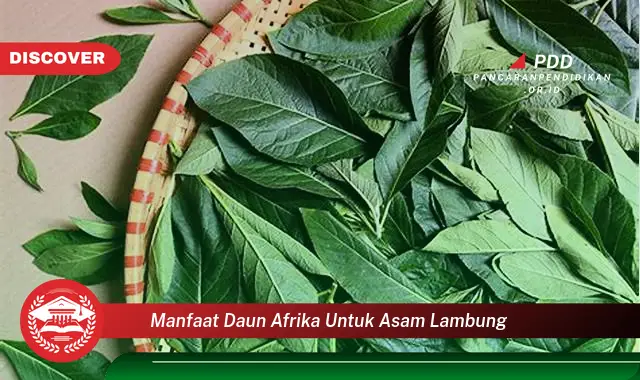 manfaat daun afrika untuk asam lambung