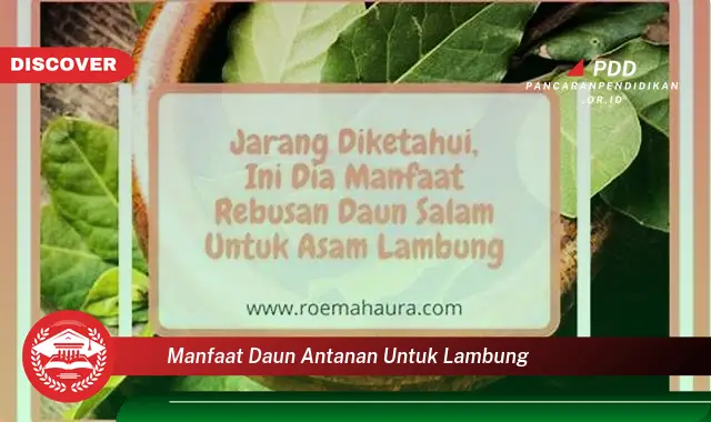 manfaat daun antanan untuk lambung